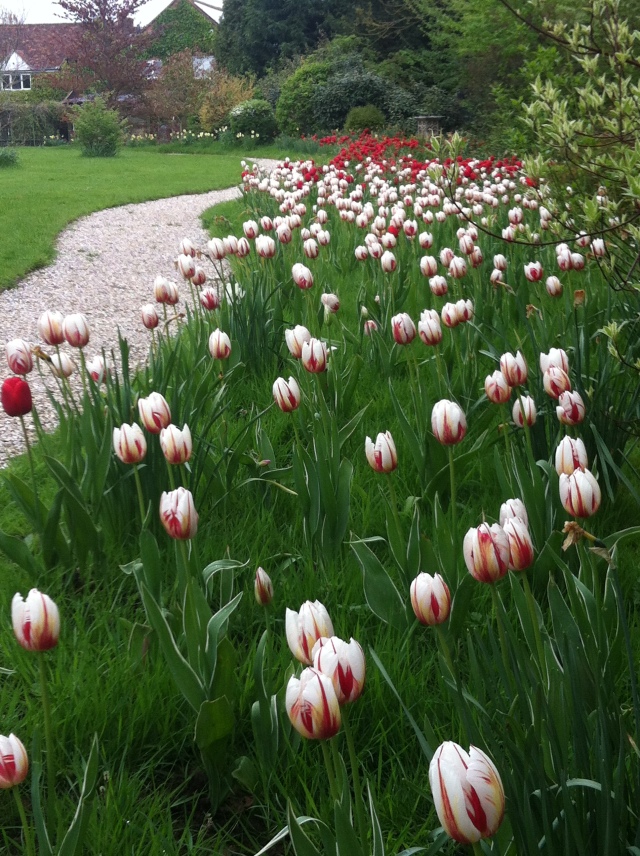 1500 tulips planted in November